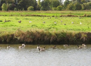 canadese ganzen aan drieleien