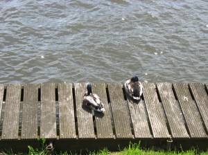 de leie 02062013 060